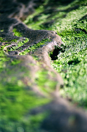 Moss on Rocks in Bokeh