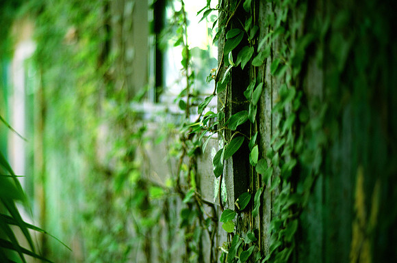 Leaves and Wall with Window