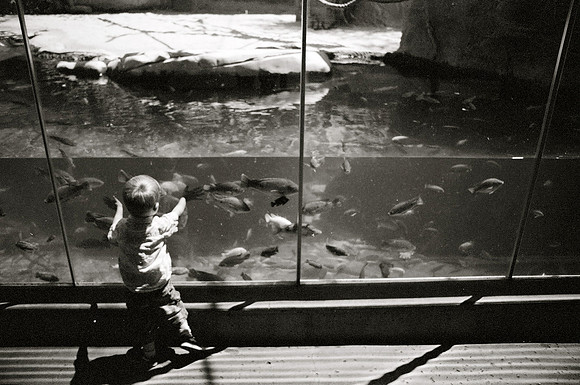 Leif and the Fish